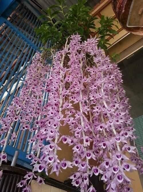 Hoa Lan phi điệp (1 bó 10 thân đủ màu)