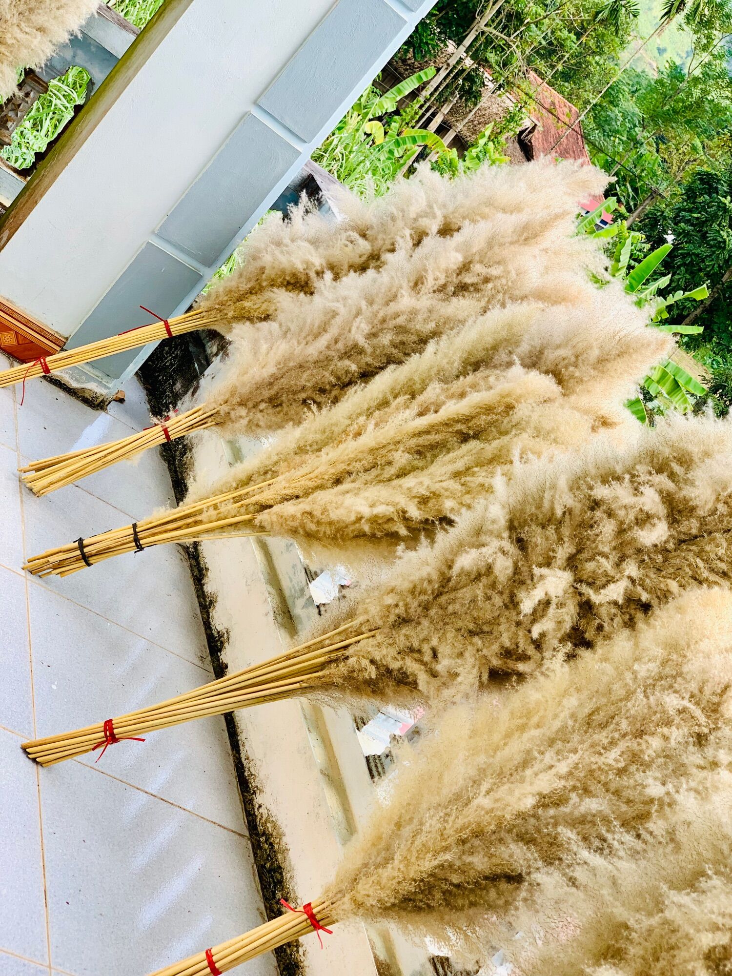 🌿Tên: Cành cỏ lau xù 🌿 Chất Liệu: Hoa thật sấy khô 🌿 Định lượng:1 cành 🌿 Chiều dài cả cành :130cm