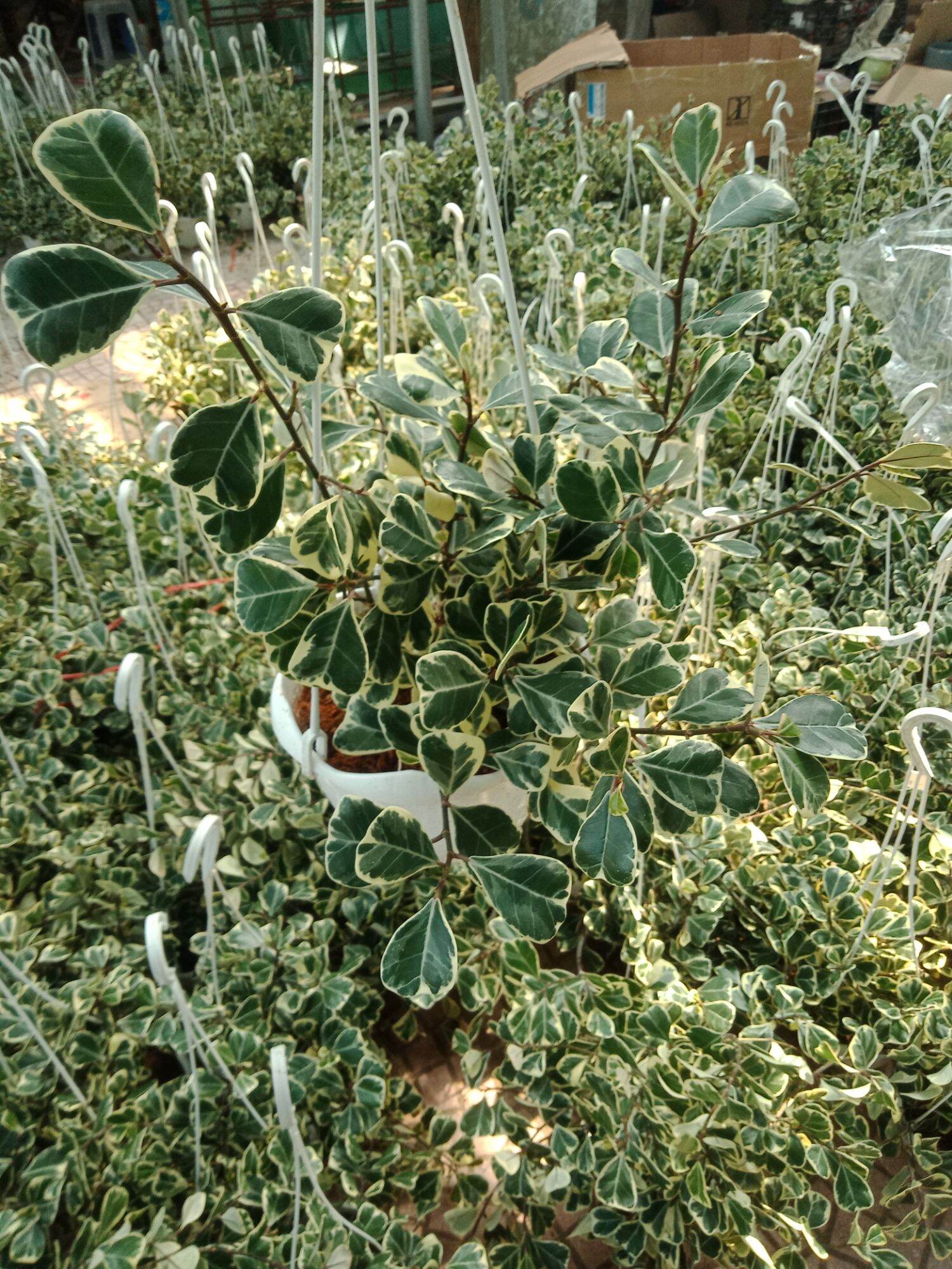 cây bàng lá biên