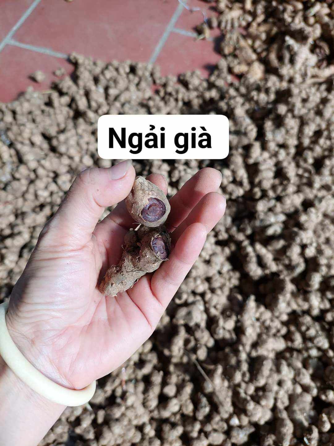 1kg Gừng đen( NGẢI ĐEN) tươi loại già đào rừng loại già lâu năm. không pha trộn hàng trồng.