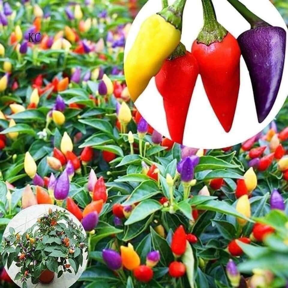 10 Hạt giống ớt ngũ sắc siêu trái nhiều
