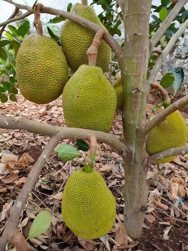 Mít ruột đỏ sơ đỏ siêu sớm
