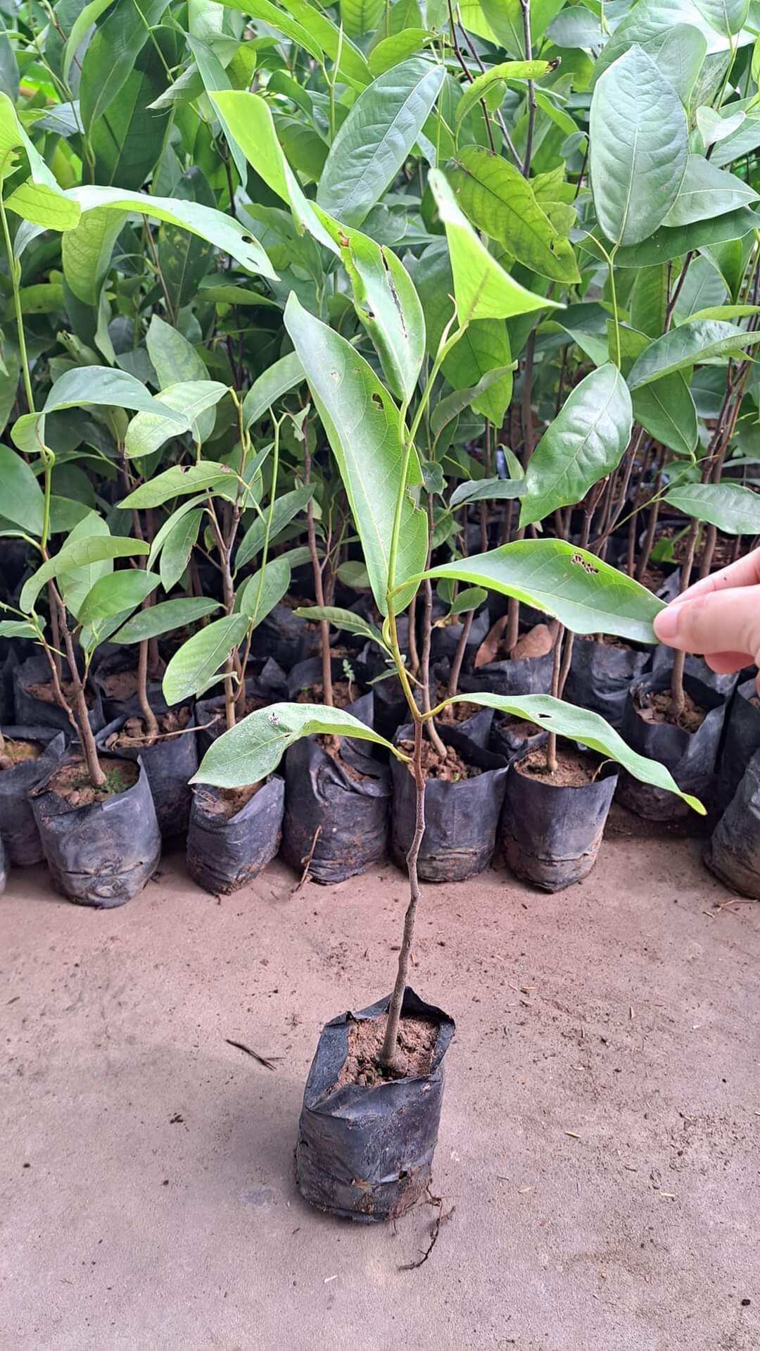 CÂY GIỐNG gùi rừng