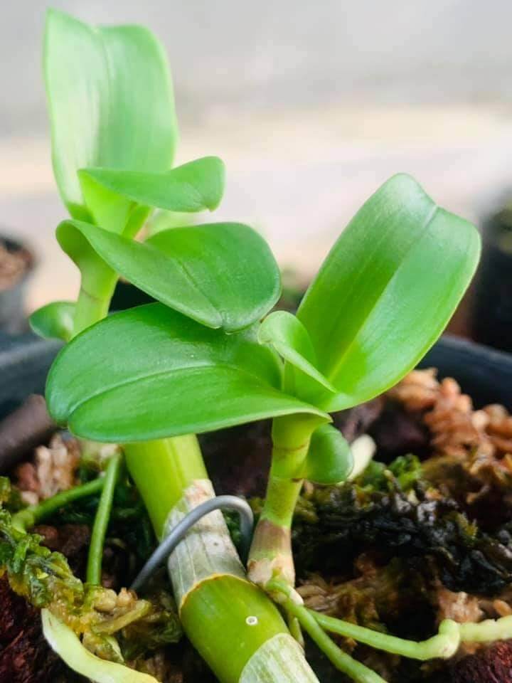 Ki phi điệp lá mít gân xếp