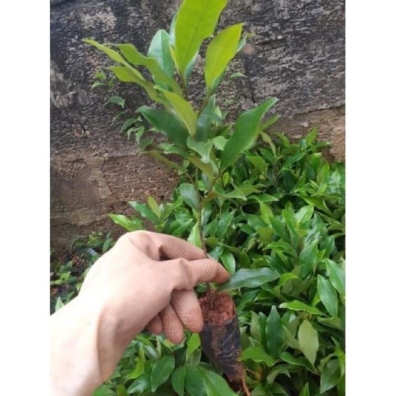 Hoa Lan tiêu thơm nức mũi(1 bầu cây giống)