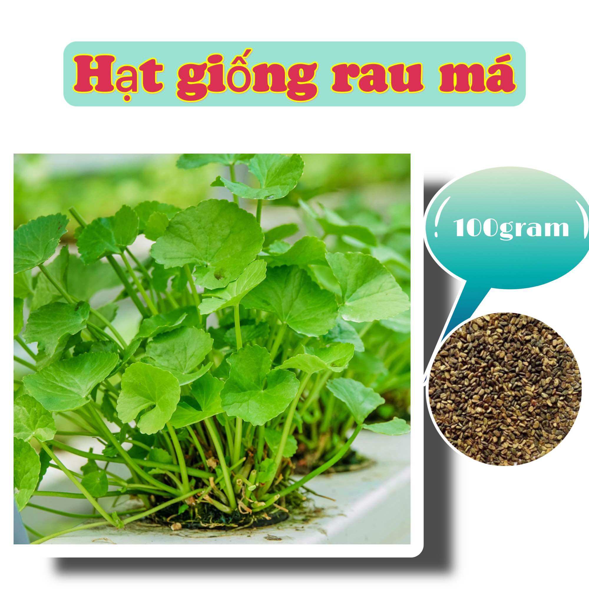 Hạt giống rau má lá nhỏ - tốt sức khỏe, dễ trồng