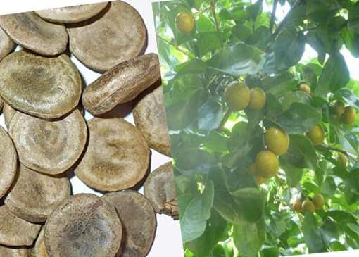 100g hạt mã tiền đen chuẩn loại 1