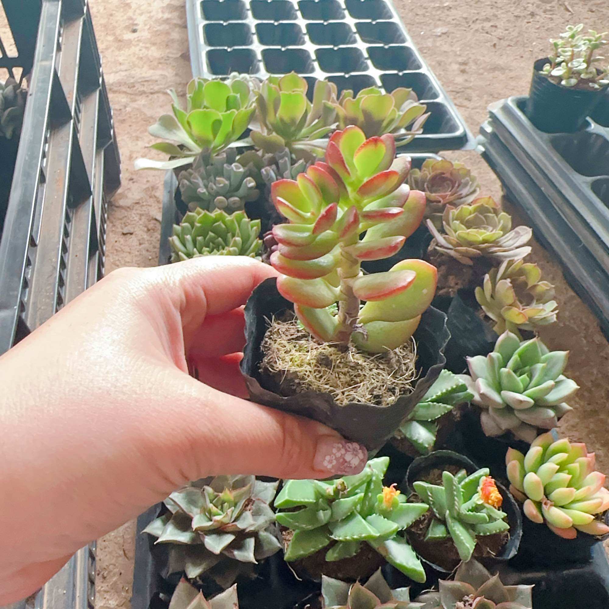 Sen đá thạch bích size bầu 3-5 cm xuất vườn đà Lạt