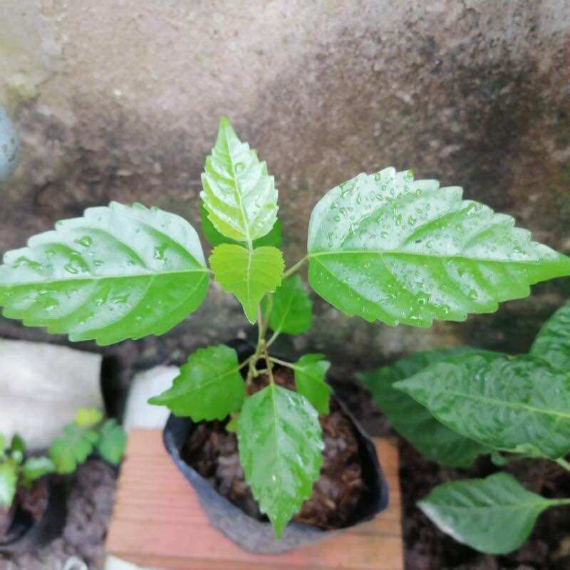 Cây lá cách/ cây vọng cách