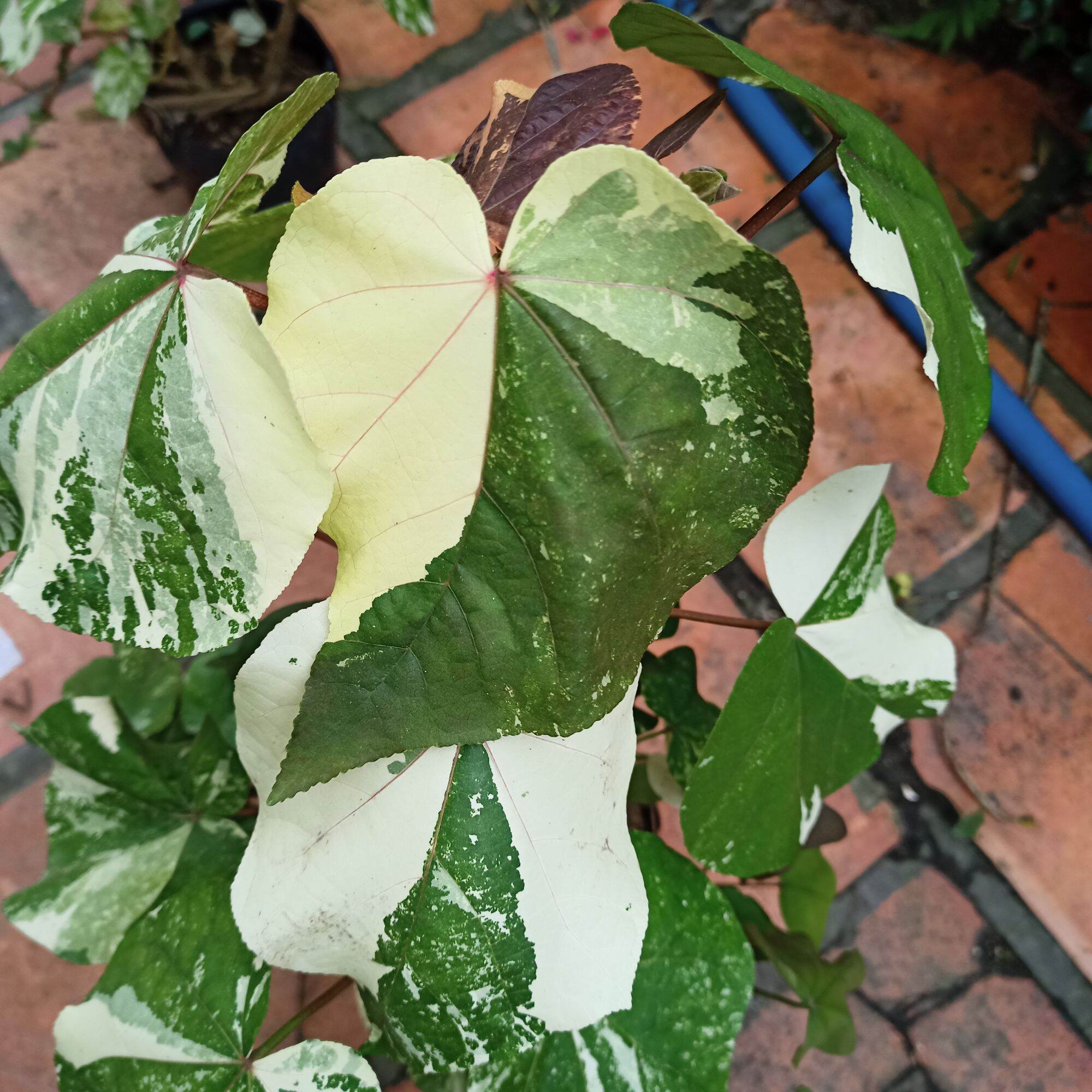 Cây tra var - hibiscus tiliaceus