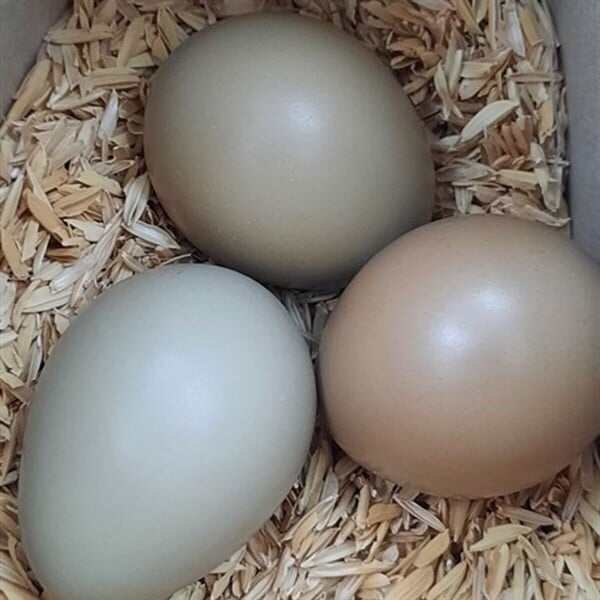 5 trứng chim trĩ nhà nuôi đảm bảo trứng mới