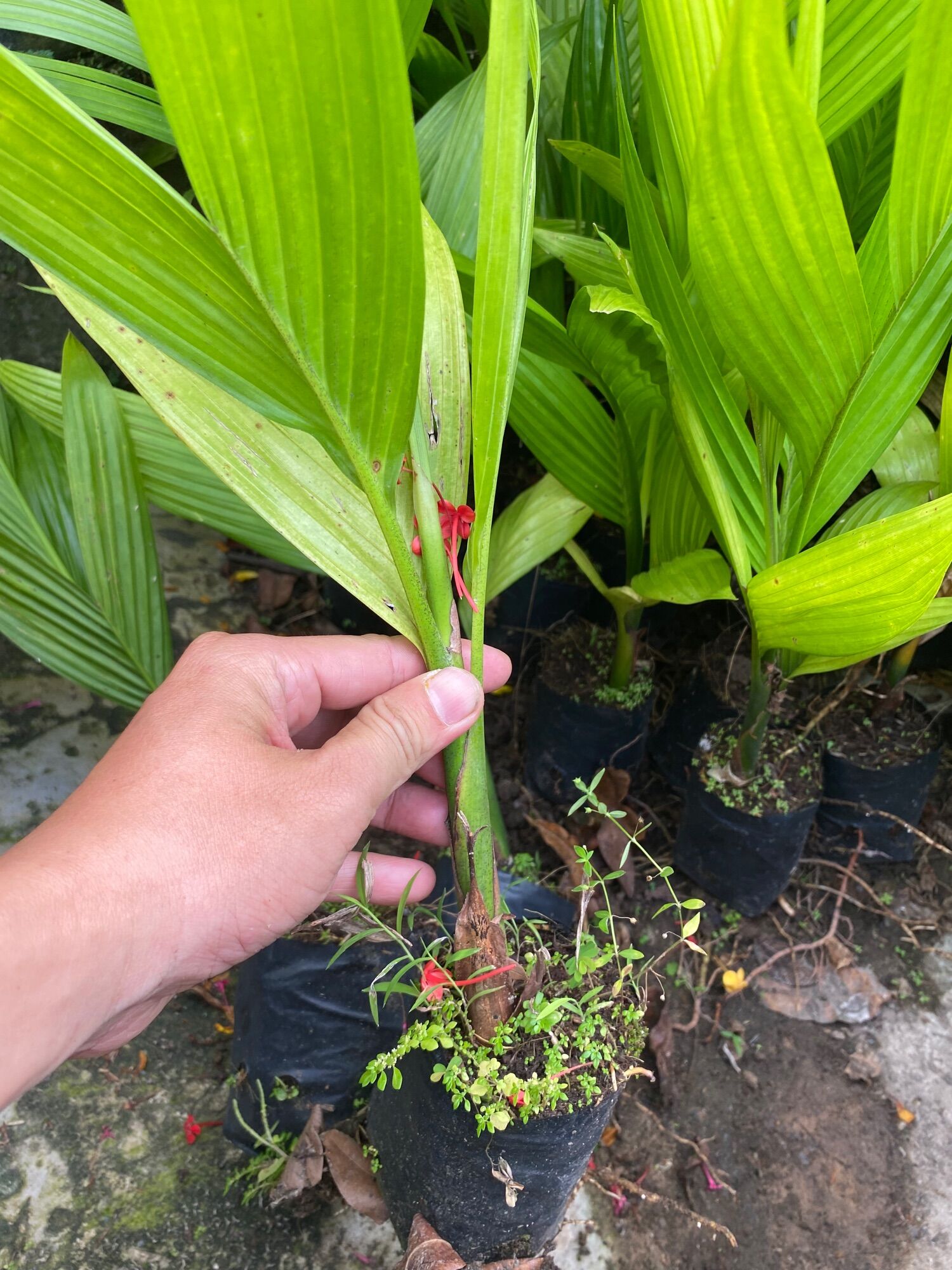 Combo 10 cây cau giống thái
