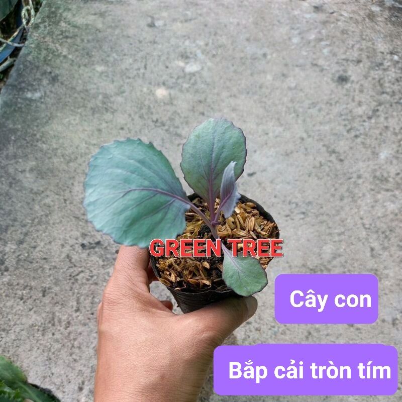 Cây giống(chịu nhiệt) bắp cải tròn tím Mỹ