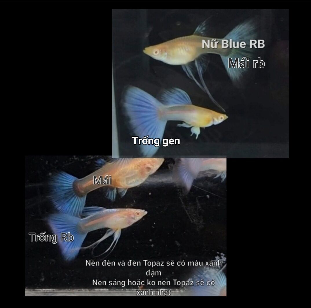 89k/10 pé 7 màu blue topaz trang trí hồ