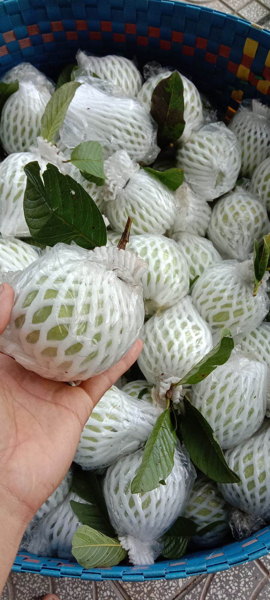 ỔI NỮ HOÀNG 1KG