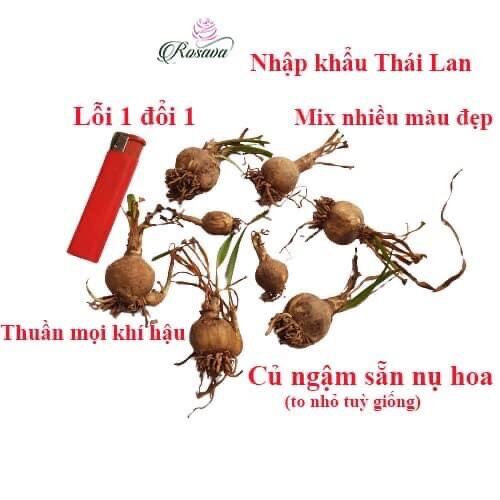 củ hoa huệ mưa ngoại(5 củ)