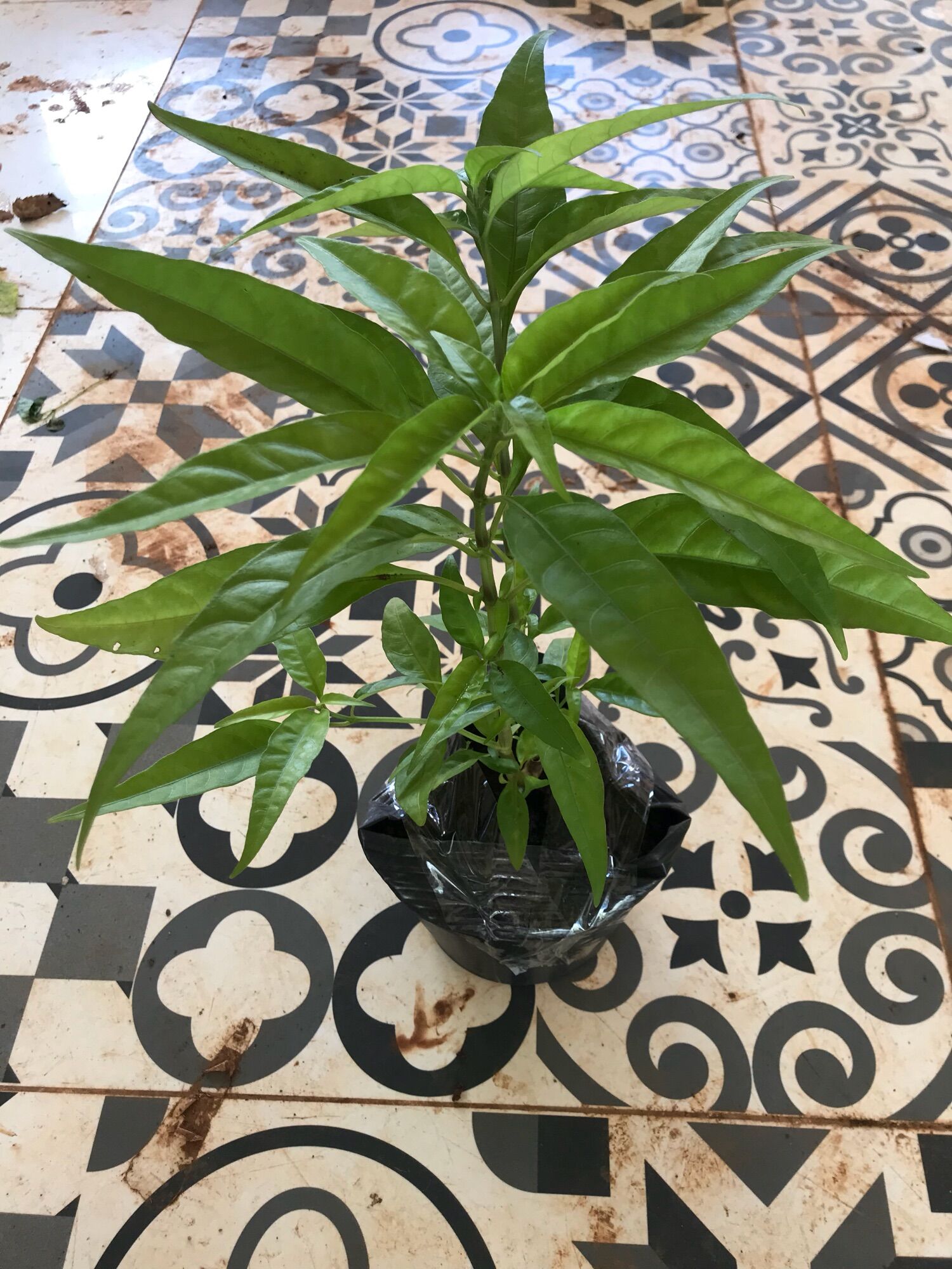 Chậu hoàn ngọc trắng (size lớn, chậu c6)