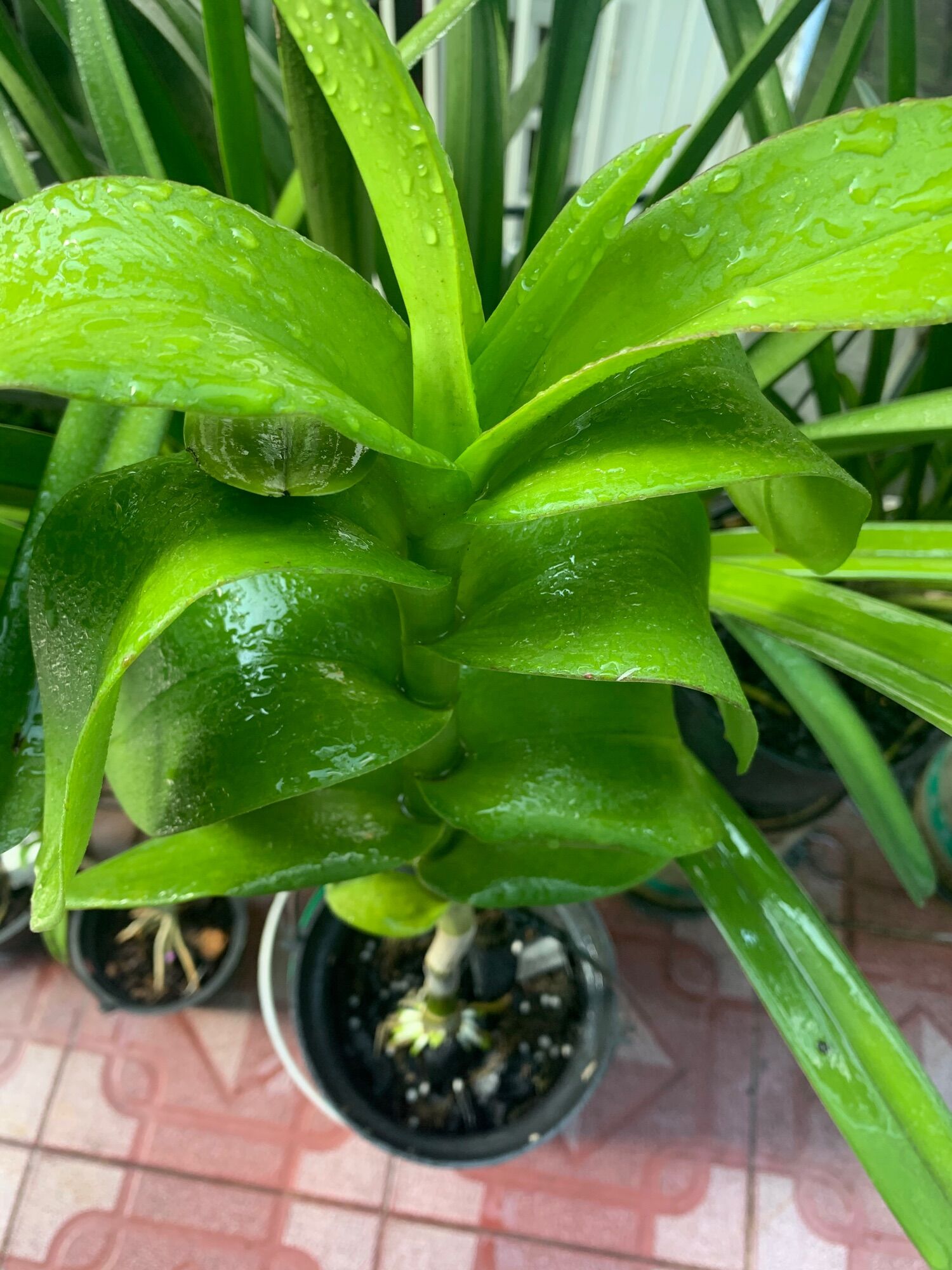 Đặc trị thối nhũn Poner