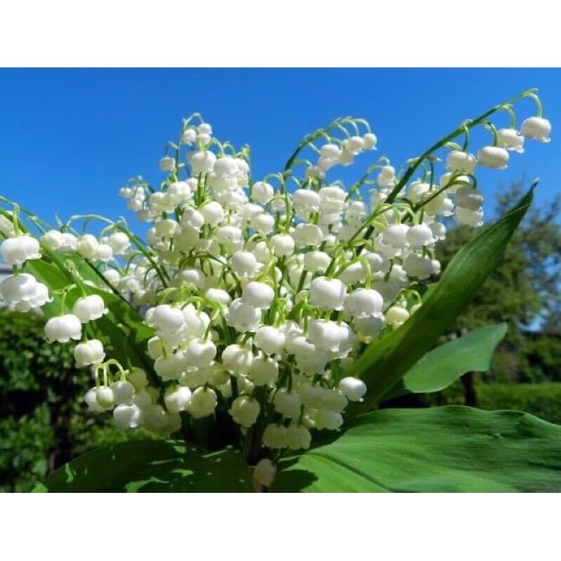 CHUẨN HOA 🌹 TẾT 🌸Hạt giống hoa #Linh #Lan ( hoa Lan Chuông )(1 gói 100 hạt)