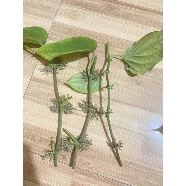 3 cành trầu không có rễ để ươm