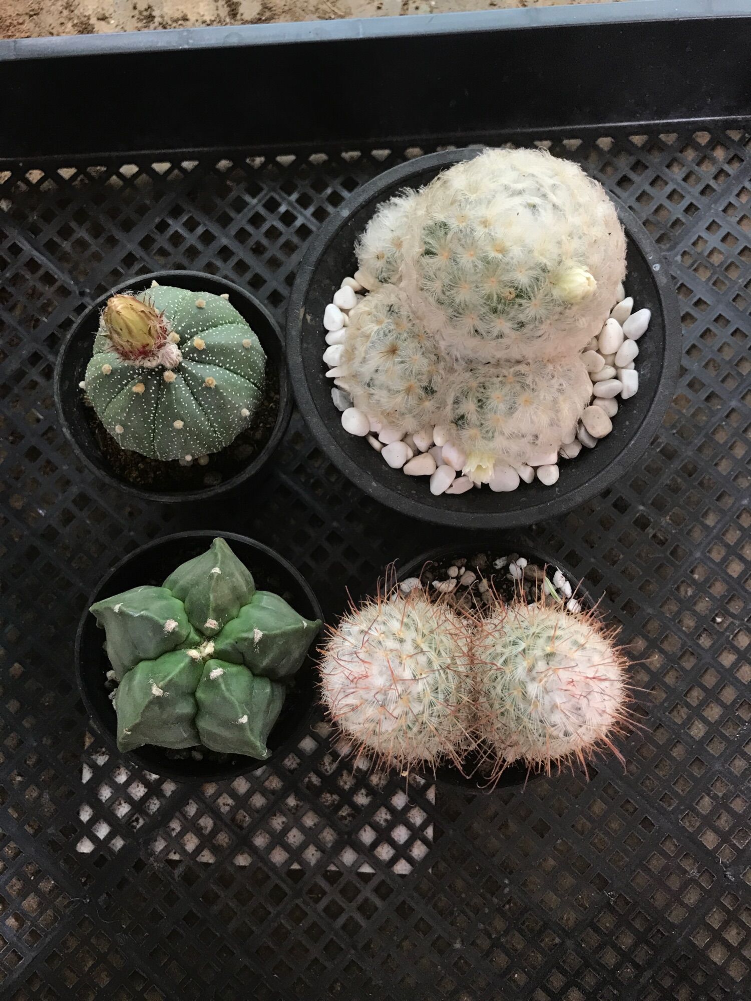 Combo 4 loại xương rồng : Asrer-Astro-Mami- Mami Plumosa
