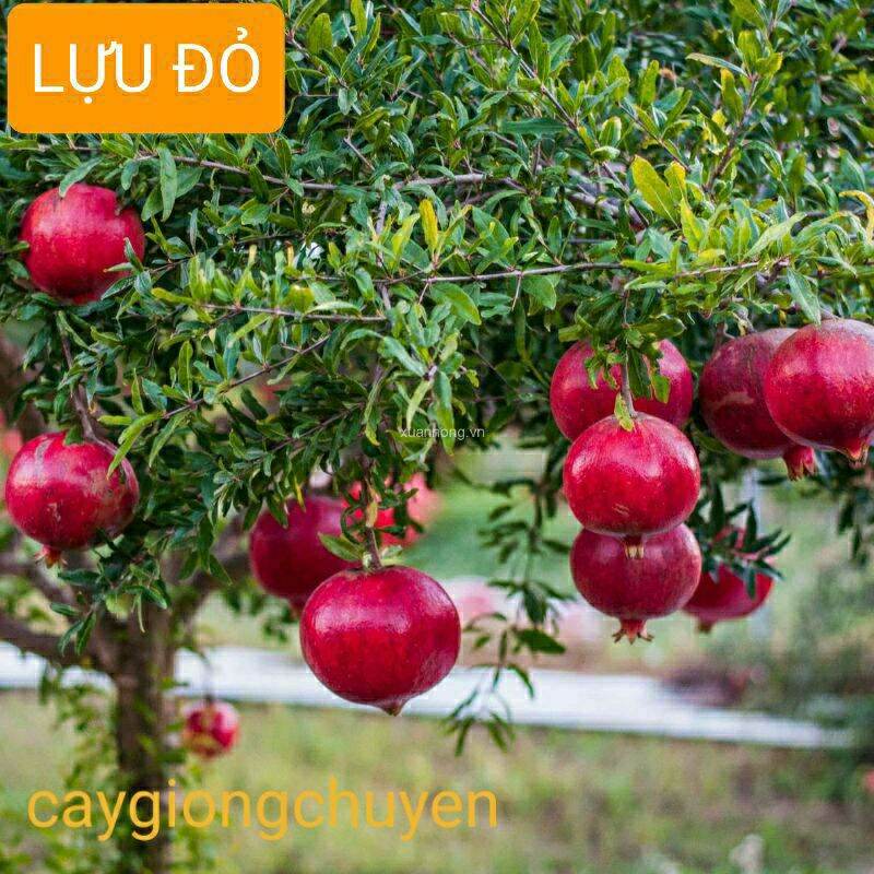 CÂY GIỐNG LỰU ĐỎ