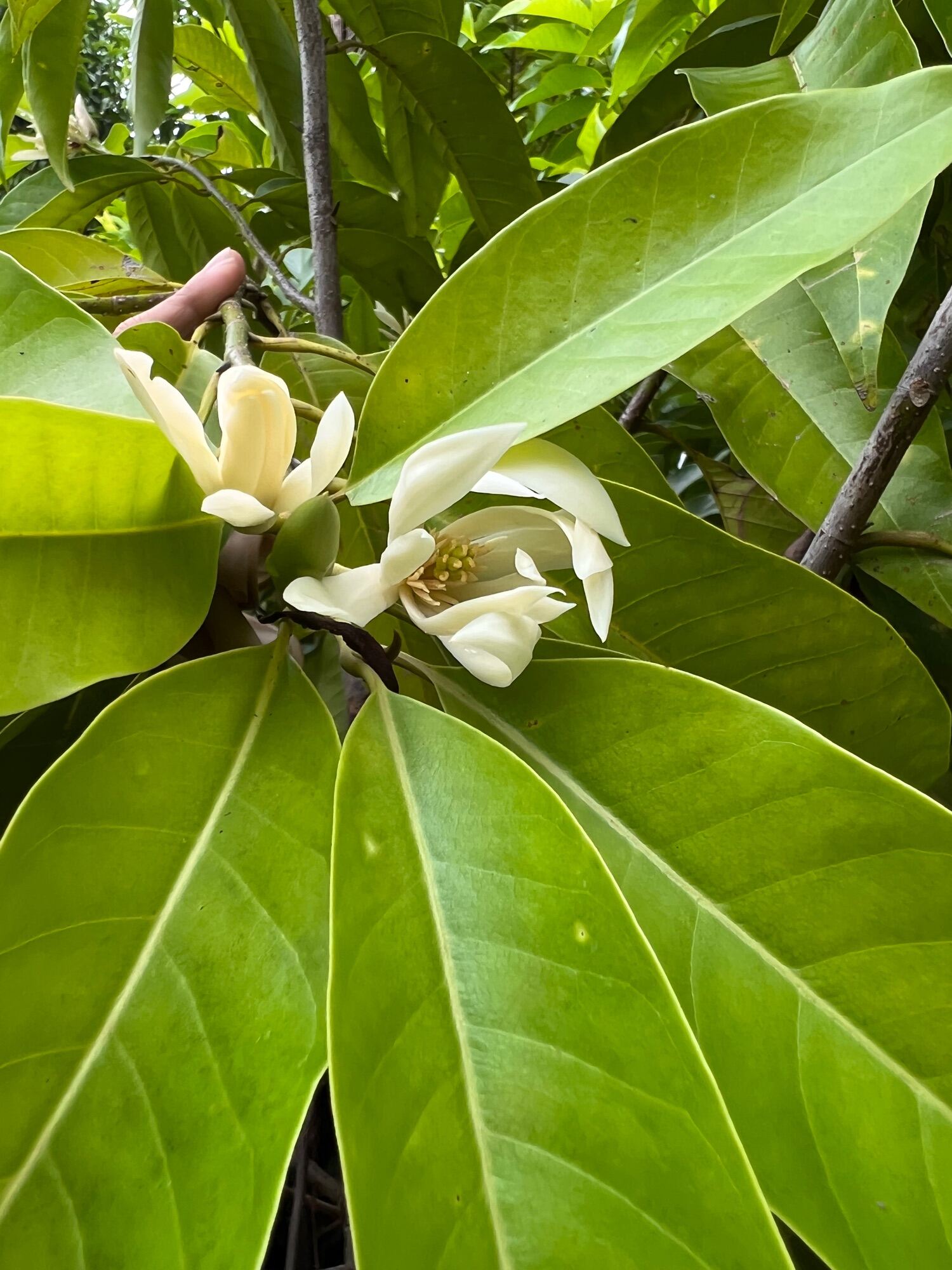 Cây hoa ngọc lan - hoa trắng cao 80- 100