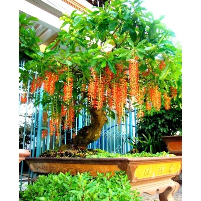 Cây giống Lộc vừng