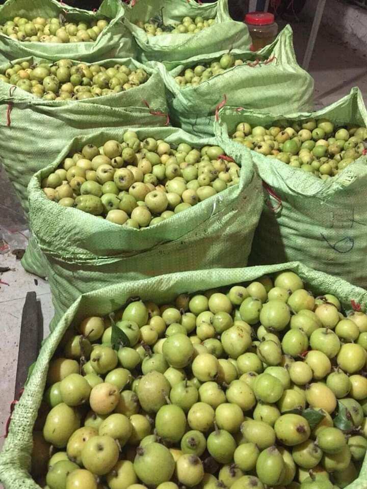 1kg quả táo mèo tươi