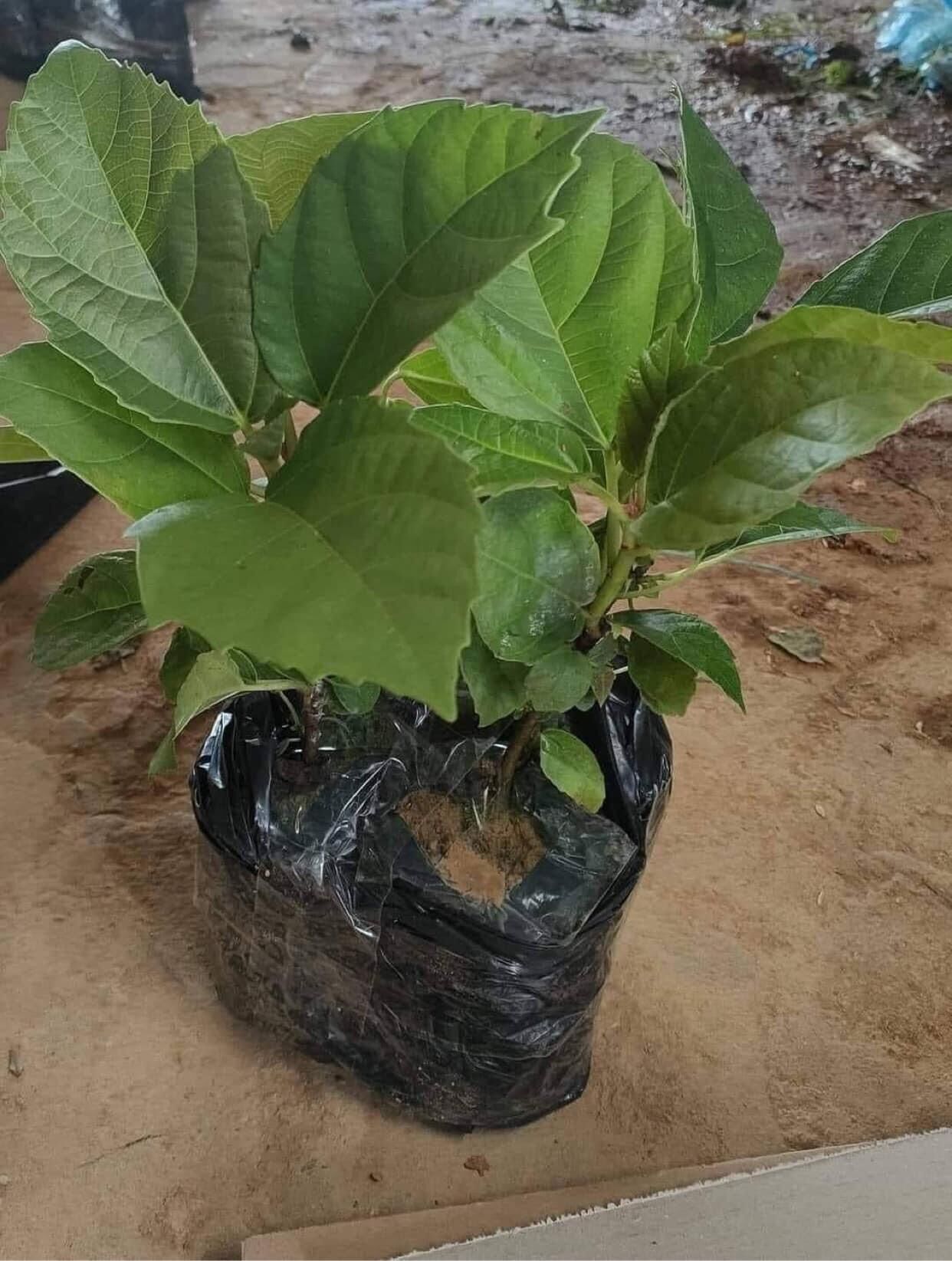 Cây giống vả mật(1 bầu 40cm)