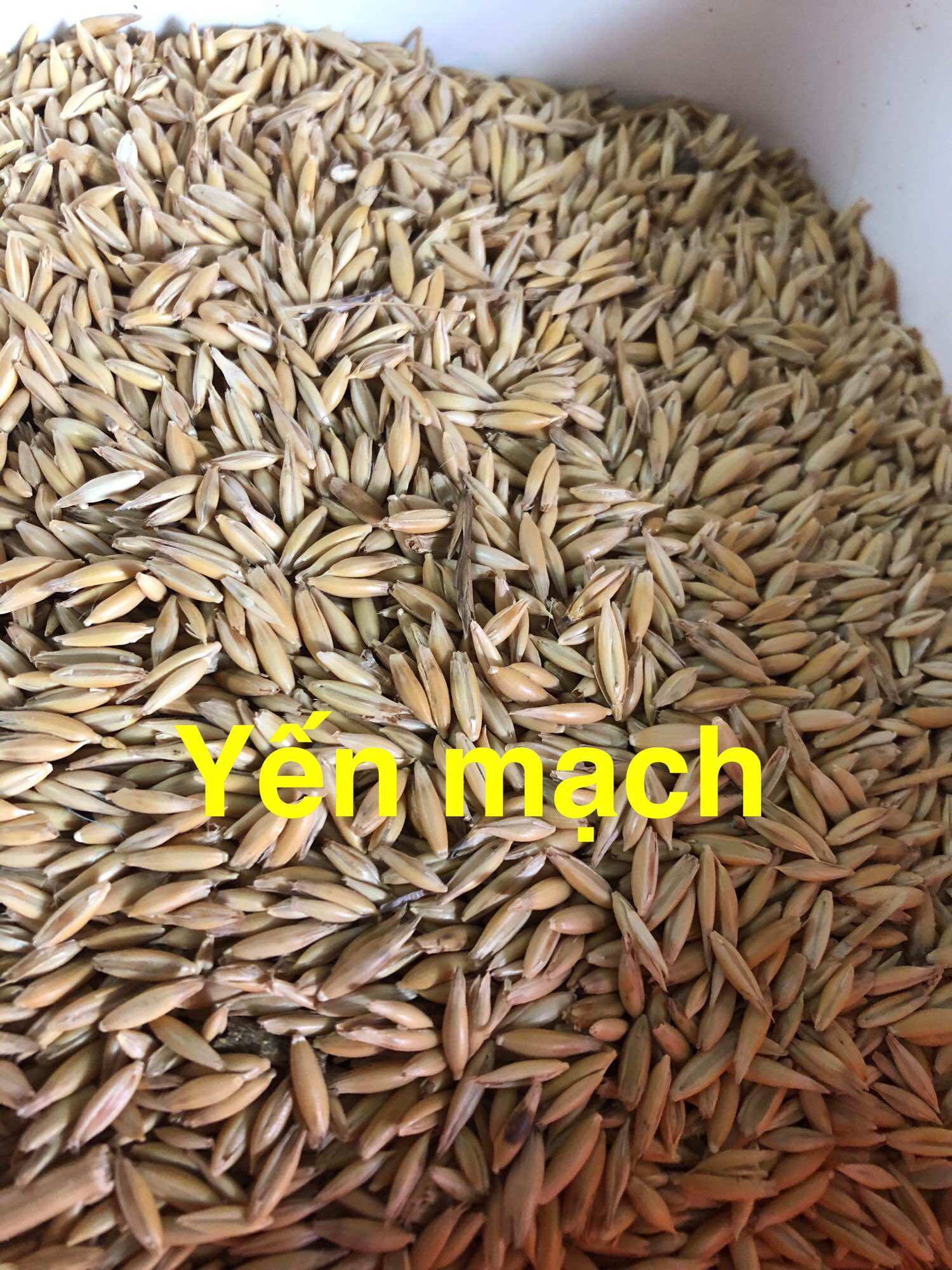 Hạt Yến Mạch gói 500g - 1kg