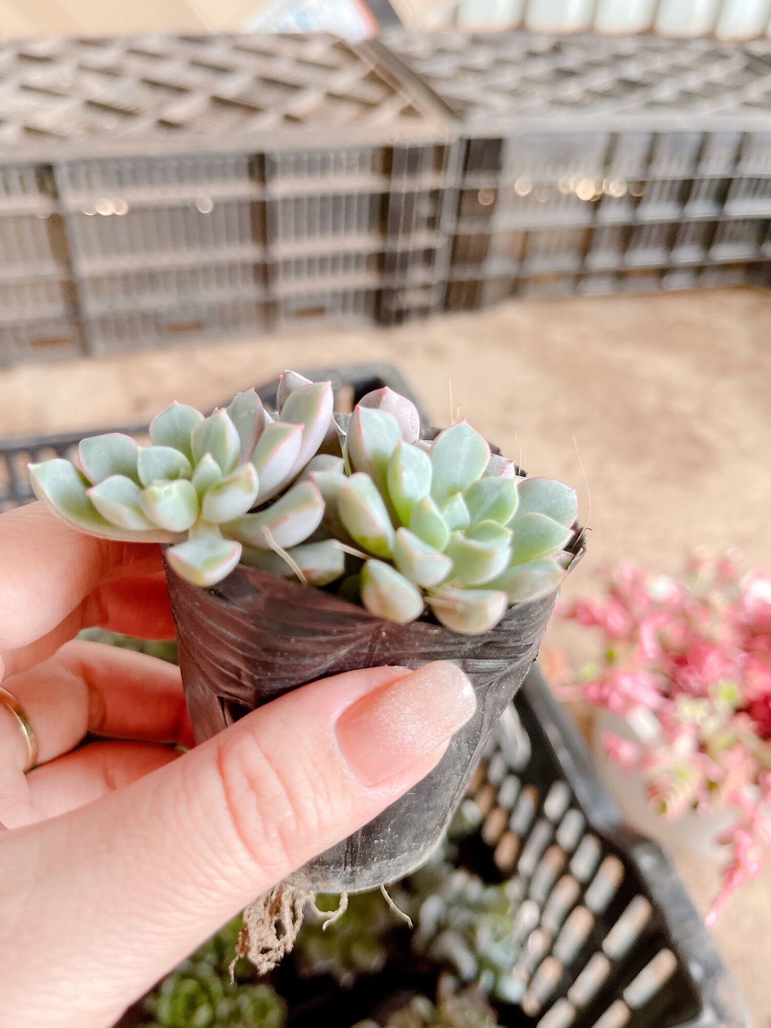 Sen đá sim tím size bầu 3-5 cm xuất vườn đà lạt