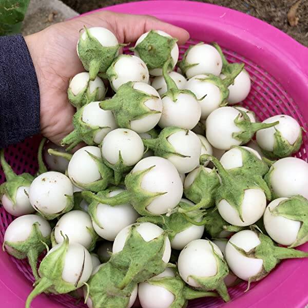 Hạt giống cà pháo trắng cao sản, gói 2gr