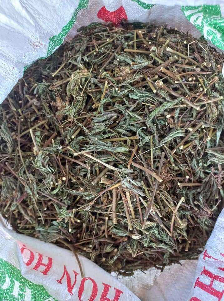 1kg Cây Xấu hổ phơi khô được nắng thơm