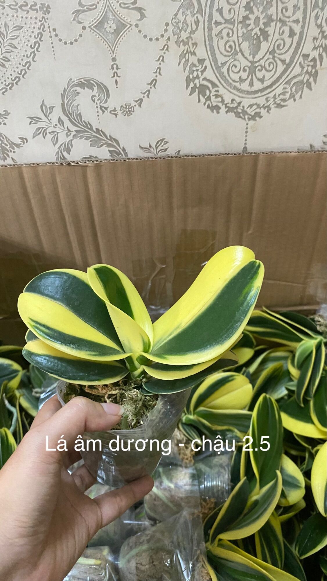 Hồ Điệp Lá Biên - Lá Phát Tài
