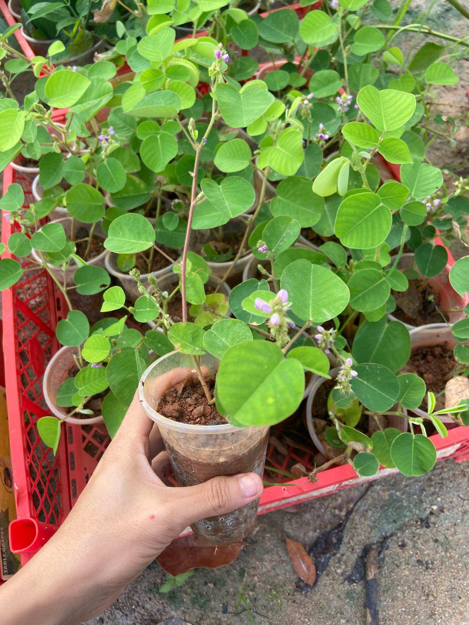 Cây giống kim tiền thảo