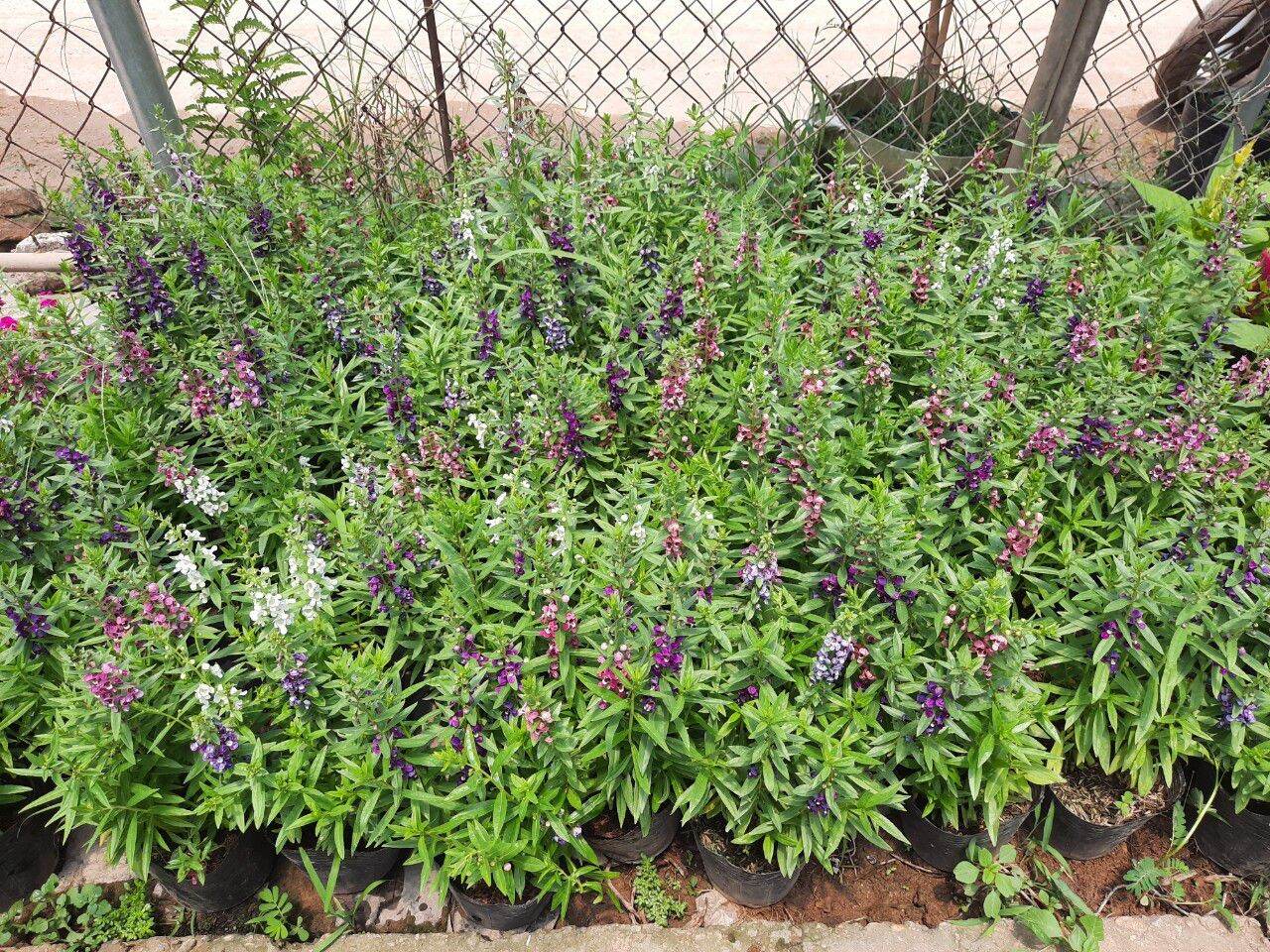 cây hoa ngọc hân- violet nhật