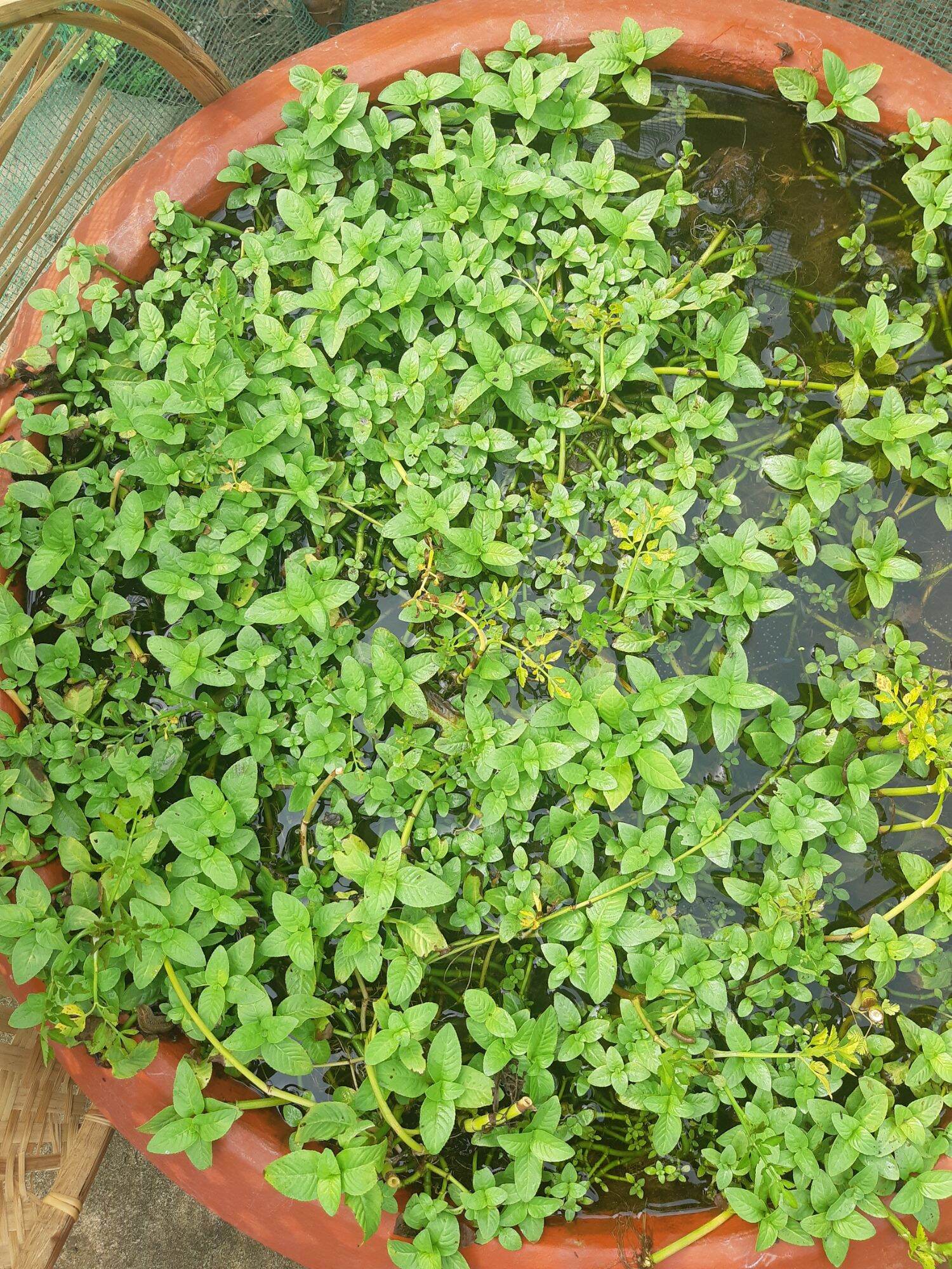 Cây rau quế vị, quế nước, xá xị ( ảnh thật tại vườn)