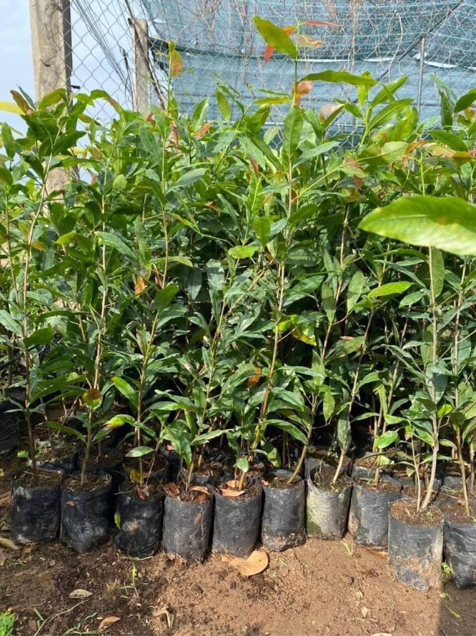 cây hoa mai dảo cánh xoáy