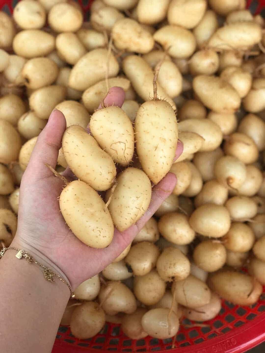 1kg củ lùn tươi ngon ngọt loại TO