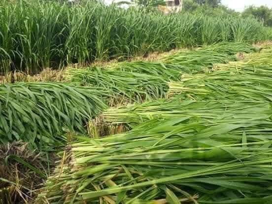 mombasa (cỏ sả lá lớn )100g thái lan