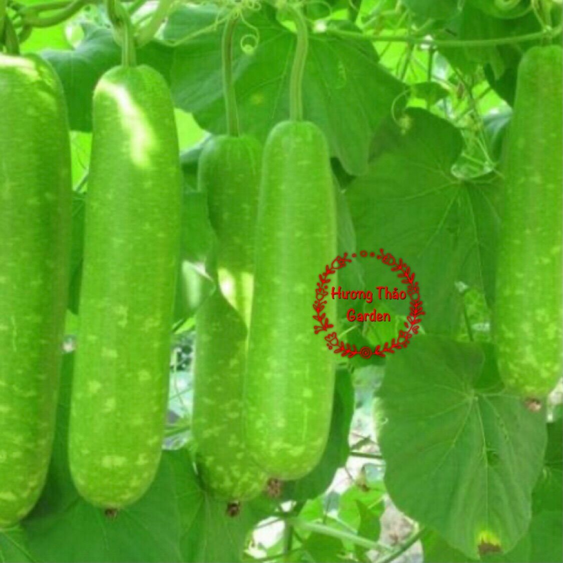 Hạt Giống Bầu Sao Lai F1