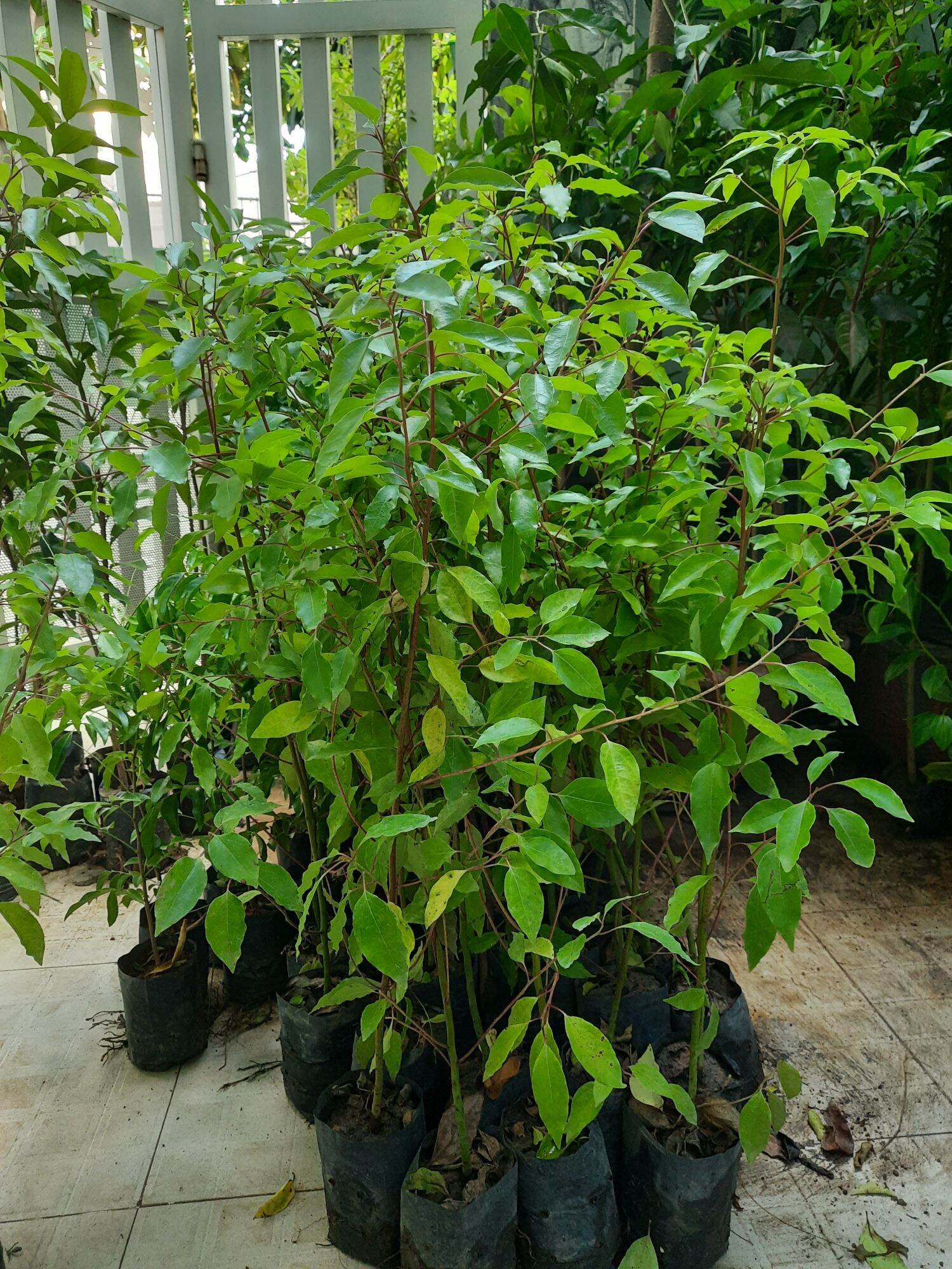 Cây long não, chiều cao 80cm