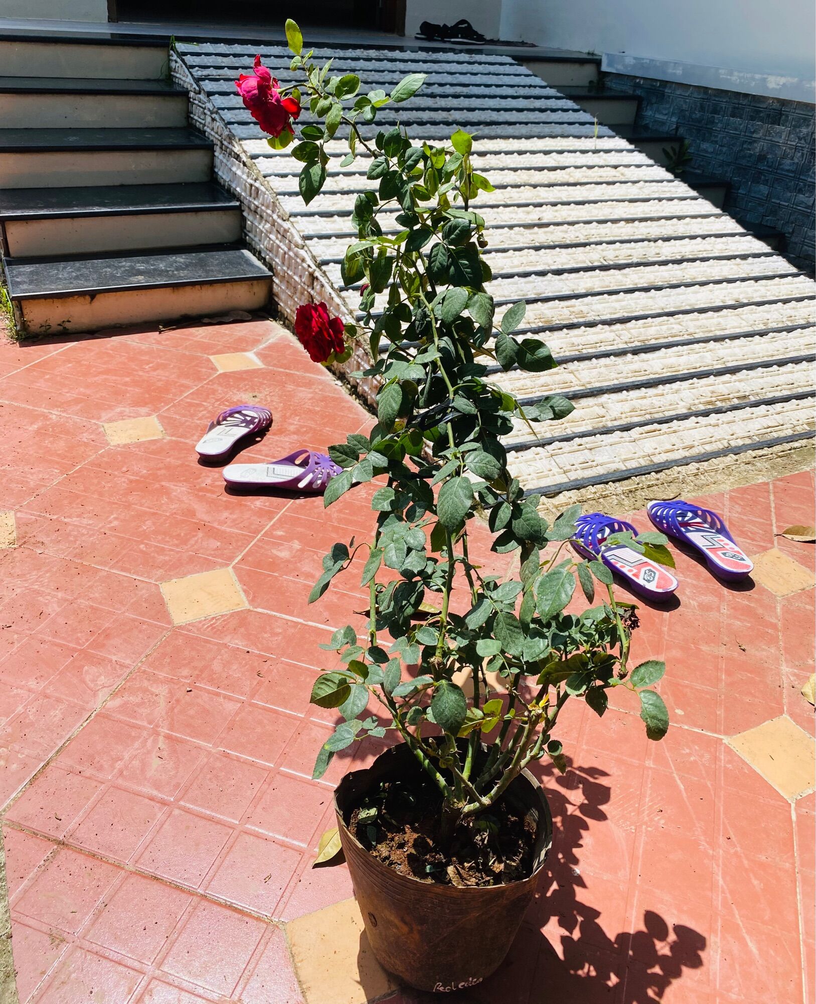 Hoa hồng leo Pháp Red Eden rose - hoa thơm, cây khoẻ