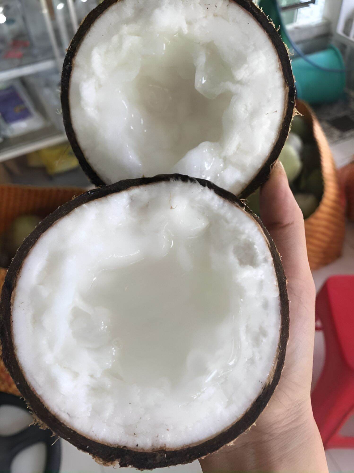Dừa Sáp Cầu Kè Loại 1 Đặc Biệt (Nhiều Size)