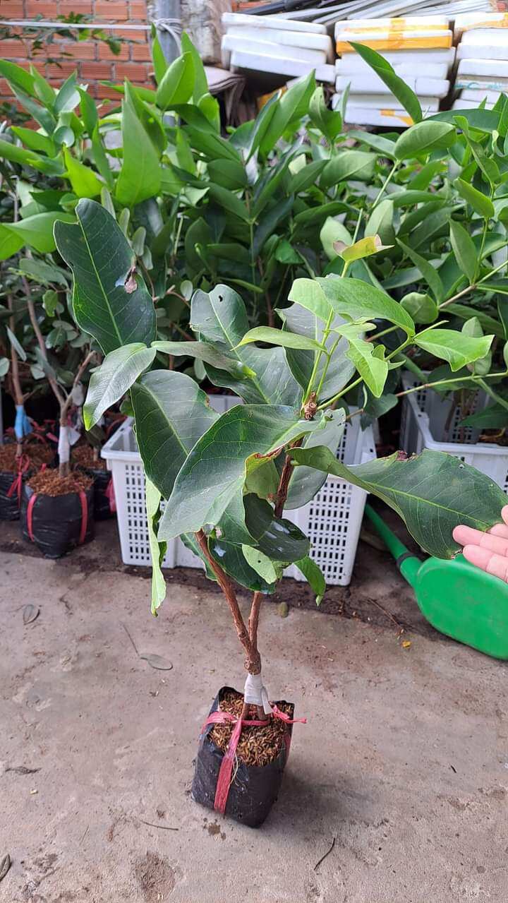 Cây giống mận hồng mst
