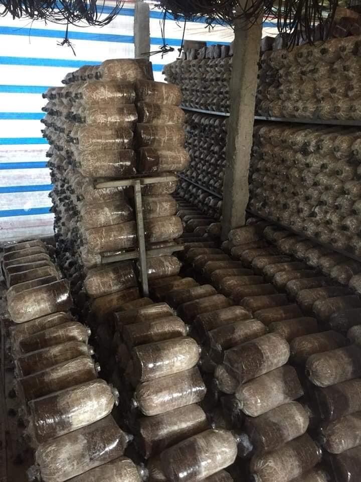 Phôi nấm sò