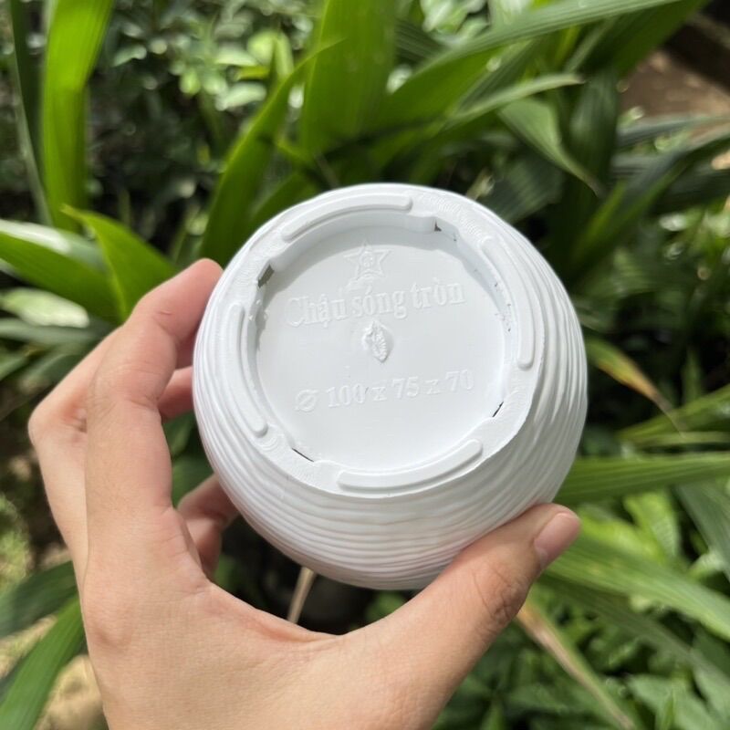 Chậu trồng sen đá Sóng tròn nhỏ (hàng dày)
