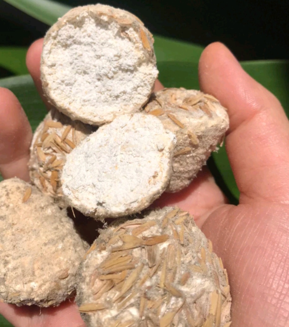 5 Viên men rượu làm 500g cơm rượu nếp