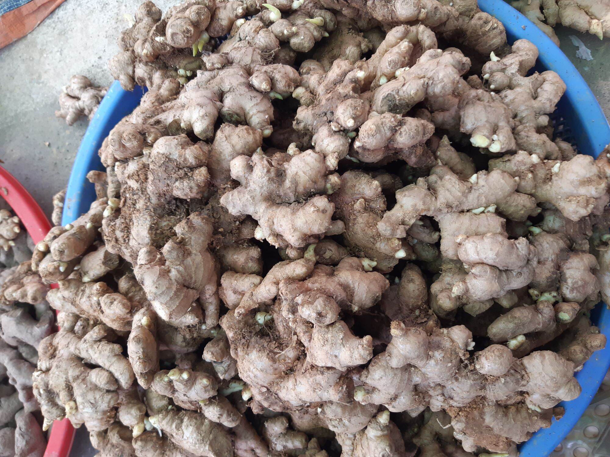 củ gừng tươi việt nam 500g